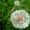 dandelion